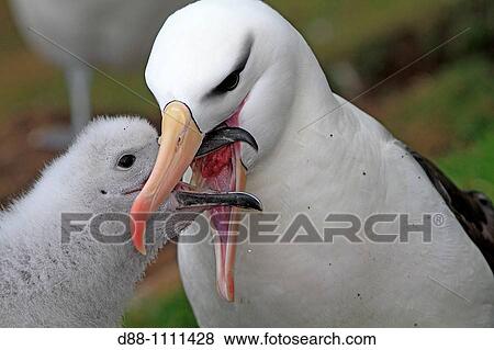 Black-browed Albatross (Thalassarche melanophrys). Saunders Island, Falkland Islands View Large Photo Image Stock Photo - Black-browed Albatross (Thalassarche melanophrys). Saunders Island, Falkland Islands. Fotosearch
