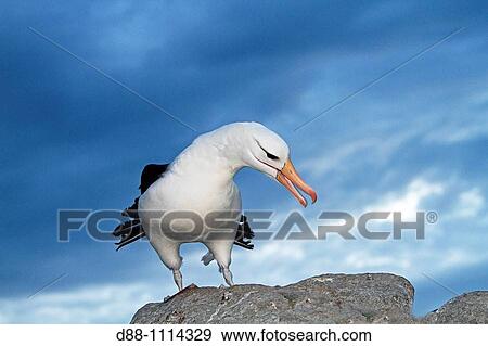 Black-browed Albatross (Thalassarche melanophrys). Steeple Jason, Falkland Islands View Large Photo Image Stock Photo - Black-browed Albatross (Thalassarche melanophrys). Steeple Jason, Falkland Islands. Fotosearch