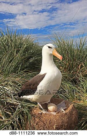 Black-browed Albatross (Thalassarche melanophrys). Steeple Jason, Falkland Islands View Large Photo Image Stock Photograph - Black-browed Albatross (Thalassarche melanophrys). Steeple Jason, Falkland Islands. Fotosearch