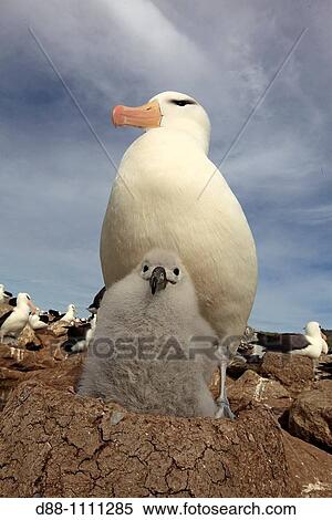 Black-browed Albatross (Thalassarche melanophrys). Steeple Jason, Falkland Islands View Large Photo Image Stock Photography - Black-browed Albatross (Thalassarche melanophrys). Steeple Jason, Falkland Islands. Fotosearch