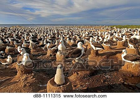 Black-browed Albatross (Thalassarche melanophrys). Steeple Jason, Falkland Islands View Large Photo Image Stock Photography - Black-browed Albatross (Thalassarche melanophrys). Steeple Jason, Falkland Islands. Fotosearch