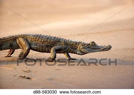Black caiman (Melanosuchus niger). Tambopata river. Peru. View Large Photo Image Stock Image - Black caiman (Melanosuchus niger). Tambopata river. Peru.. Fotosearch