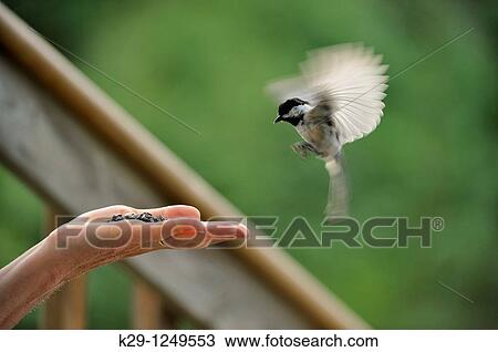 Black capped chickadee Parus atricapillus Coming to human hand for seeds View Large Photo Image Stock Image - Black capped chickadee Parus atricapillus Coming to human hand for seeds. Fotosearch