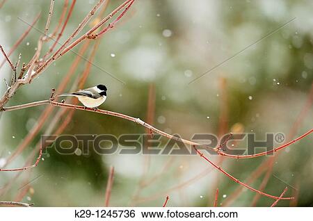 Black capped chickadee Parus atricapillus View Large Photo Image Stock Photograph - Black capped chickadee Parus atricapillus. Fotosearch