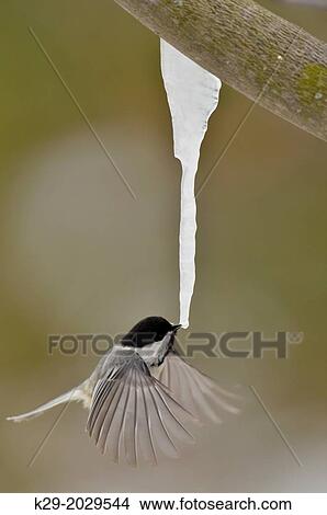 Picture - Black-capped Chickadee (Poecile atricapillus) Hovering and feeding on maple sap dripping from a maple icicle, Greater Sudbury (Lively), Ontario, Canada. Fotosearch