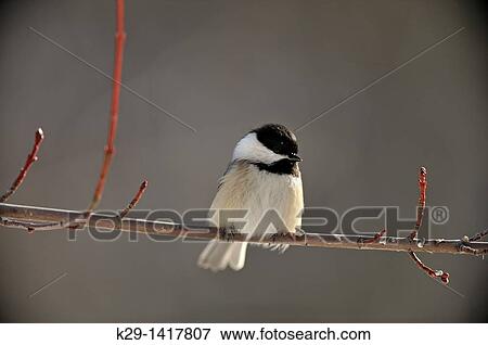 Black-capped Chickadee Poecile atricapillus, Parus atricapillus Sudbury Ontario View Large Photo Image Stock Photo - Black-capped Chickadee Poecile atricapillus, Parus atricapillus Sudbury Ontario. Fotosearch
