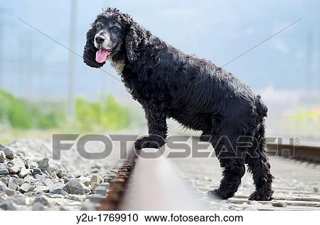 Black cocker spaniel standing on the railroad tracks View Large Photo Image Stock Image - Black cocker spaniel standing on the railroad tracks. Fotosearch