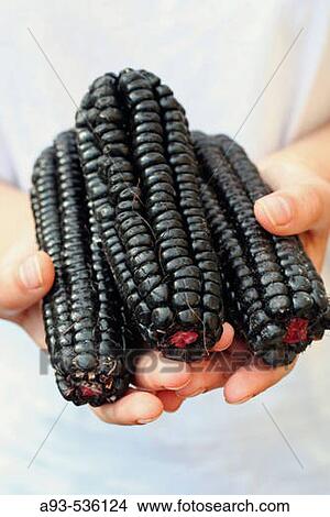 Black corn corncobs. Typical product from Peru, used to prepare a refreshing drink called? chicha morB?. View Large Photo Image Picture - Black corn corncobs. Typical product from Peru, used to prepare a refreshing drink called? chicha morB?.. Fotosearch