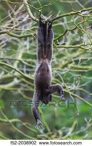 Black crested gibbon Nomascus concolor. Apenheul Zoo, Holland. View Large Photo Image Stock Image - Black crested gibbon Nomascus concolor. Apenheul Zoo, Holland.. Fotosearch