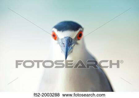 BLACK-CROWNED NIGHT HERON (Nycticorax nycticorax), Everglades National Park, FLORIDA, USA, AMERICA. View Large Photo Image Stock Photo - BLACK-CROWNED NIGHT HERON (Nycticorax nycticorax), Everglades National Park, FLORIDA, USA, AMERICA.. Fotosearch