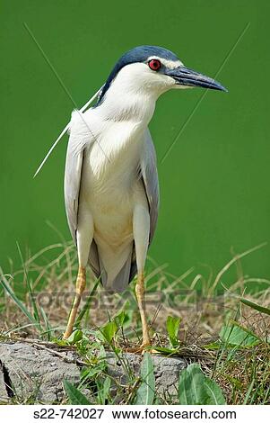 Black-crowned Night Heron (Nycticorax nycticorax) View Large Photo Image Stock Photo - Black-crowned Night Heron (Nycticorax nycticorax). Fotosearch