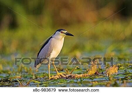 Black-crowned Night Heron Nycticorax nycticorax in the Danube Delta, a UNESCO world heritage and Ramsar site Night herons waiting motionless on or near the water until prey appears Europe, Eastern Europe, Romania, 2006 View Large Photo Image Stock Photo - Black-crowned Night Heron Nycticorax nycticorax in the Danube Delta, a UNESCO world heritage and Ramsar site Night herons waiting motionless on or near the water until prey appears Europe, Eastern Europe, Romania, 2006. Fotosearch