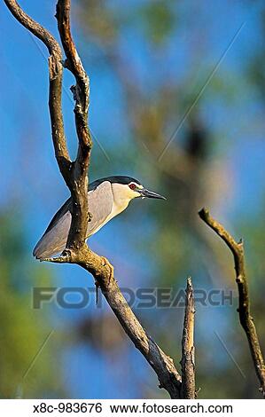 Black-crowned Night Heron Nycticorax nycticorax in the Danube Delta, a UNESCO world heritage and Ramsar site Portrait standing on a branch Europe, Eastern Europe, Romania, 2006 View Large Photo Image Stock Photograph - Black-crowned Night Heron Nycticorax nycticorax in the Danube Delta, a UNESCO world heritage and Ramsar site Portrait standing on a branch Europe, Eastern Europe, Romania, 2006. Fotosearch