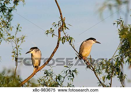 Black-crowned Night Heron Nycticorax nycticorax in the Danube Delta, a UNESCO world heritage and Ramsar site Pair sitting on branches of a willow tree Europe, Eastern Europe, Romania, 2006 View Large Photo Image Stock Photography - Black-crowned Night Heron Nycticorax nycticorax in the Danube Delta, a UNESCO world heritage and Ramsar site Pair sitting on branches of a willow tree Europe, Eastern Europe, Romania, 2006. Fotosearch