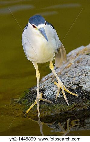 Black-crowned Night-Heron Nycticroax nycticorax View Large Photo Image Stock Photo - Black-crowned Night-Heron Nycticroax nycticorax. Fotosearch