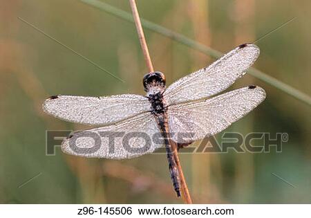 Stock Photograph - Black Darter Dragonfly (Sympetrum danae). Germany. Fotosearch