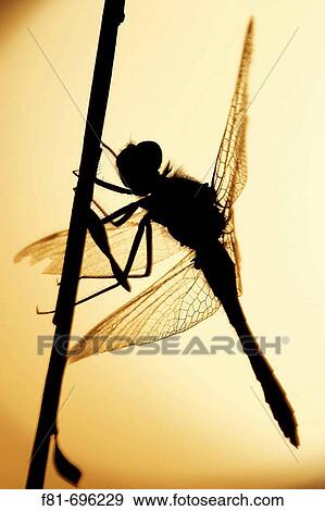 Stock Photo - Black Darter Sympetrum danae silhouetted at sunset Scotland October 2006. Fotosearch