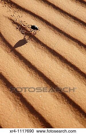 Black desert beetle in sand, Wadi Tanezzouft, Ghat, Libia View Large Photo Image Stock Image - Black desert beetle in sand, Wadi Tanezzouft, Ghat, Libia. Fotosearch