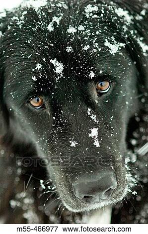 Black dog in snow View Large Photo Image Stock Photo - Black dog in snow. Fotosearch