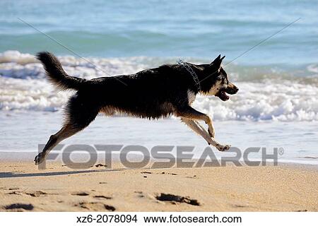 Black dog running on the water at beach. View Large Photo Image Picture - Black dog running on the water at beach.. Fotosearch