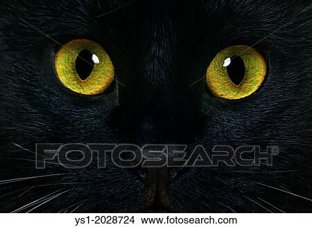 Picture - Black Domestic Cat, Close up of Eyes.. Fotosearch