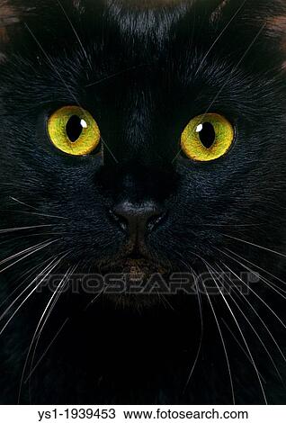 Black Domestic Cat, Close Up of Portrait. View Large Photo Image Stock Image - Black Domestic Cat, Close Up of Portrait.. Fotosearch