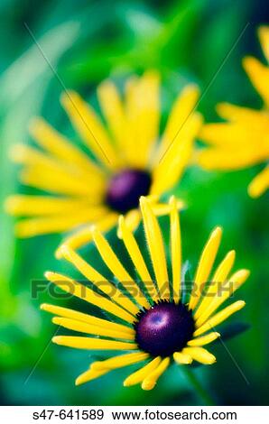 Black Eyed Susan Daisies. Rudbeckia hirta. July 2006. Maryland, USA. View Large Photo Image Stock Photo - Black Eyed Susan Daisies. Rudbeckia hirta. July 2006. Maryland, USA.. Fotosearch