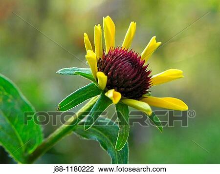 Black eyed Susan flower bud, rudbeckia sp, in the late afternoon garden View Large Photo Image Stock Image - Black eyed Susan flower bud, rudbeckia sp, in the late afternoon garden. Fotosearch