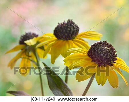 Stock Image - Black eyed Susan flowers, rudbeckia. Fotosearch