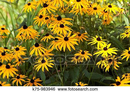 Black-eyed susans View Large Photo Image Stock Photograph - Black-eyed susans. Fotosearch