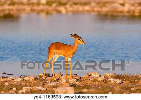 Black-faced impala Aepyceros melampus petersi - Young, in the waterhole, Etosha National Park, Namibia View Large Photo Image Stock Photo - Black-faced impala Aepyceros melampus petersi - Young, in the waterhole, Etosha National Park, Namibia. Fotosearch