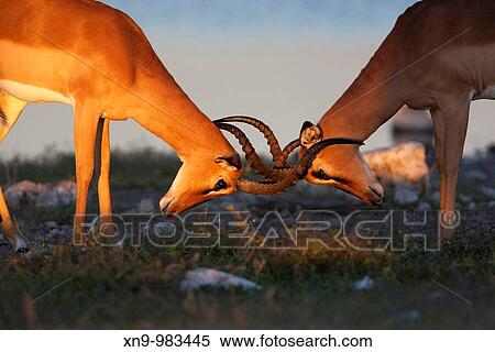 Stock Photography - Black-faced impalas Aepyceros melampus, fighting, Etosha National Park, Namibia. Fotosearch