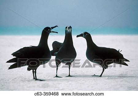 Stock Photo - Black-footed Albatross (Diomedea nigripes) dance. Midway Islands, Hawaii, USA. Fotosearch
