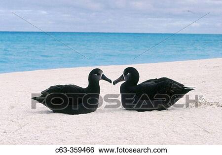 Black-footed Albatross (Diomedea nigripes). Midway Islands, Hawaii, USA View Large Photo Image Stock Photograph - Black-footed Albatross (Diomedea nigripes). Midway Islands, Hawaii, USA. Fotosearch
