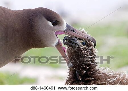 Black-footed Albatross (Phoebastria nigripes), adult with young, Sand Island, Midway Atoll National Wildlife Refuge, Hawaii, USA View Large Photo Image Stock Image - Black-footed Albatross (Phoebastria nigripes), adult with young, Sand Island, Midway Atoll National Wildlife Refuge, Hawaii, USA. Fotosearch
