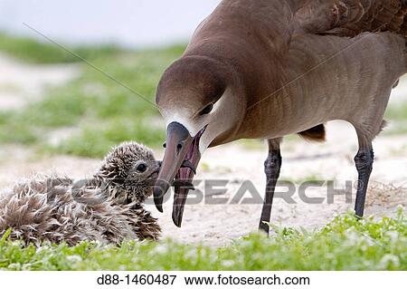 Black-footed Albatross (Phoebastria nigripes), adult with young, Sand Island, Midway Atoll National Wildlife Refuge, Hawaii, USA View Large Photo Image Stock Photo - Black-footed Albatross (Phoebastria nigripes), adult with young, Sand Island, Midway Atoll National Wildlife Refuge, Hawaii, USA. Fotosearch