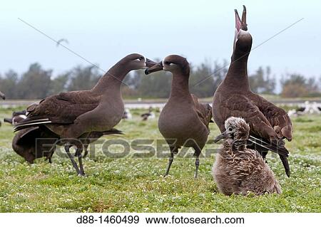 Black-footed Albatross (Phoebastria nigripes), Sand Island, Midway Atoll National Wildlife Refuge, Hawaii, USA View Large Photo Image Stock Photo - Black-footed Albatross (Phoebastria nigripes), Sand Island, Midway Atoll National Wildlife Refuge, Hawaii, USA. Fotosearch