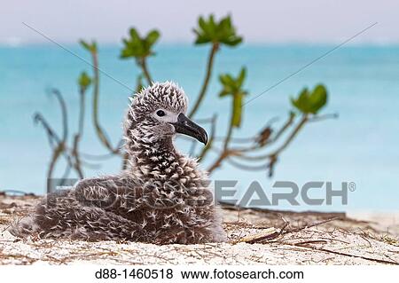 Black-footed Albatross (Phoebastria nigripes), young, Sand Island, Midway Atoll National Wildlife Refuge, Hawaii, USA View Large Photo Image Stock Photo - Black-footed Albatross (Phoebastria nigripes), young, Sand Island, Midway Atoll National Wildlife Refuge, Hawaii, USA. Fotosearch