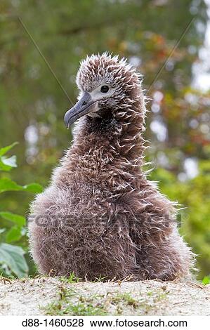 Black-footed Albatross (Phoebastria nigripes), young, Sand Island, Midway Atoll National Wildlife Refuge, Hawaii, USA View Large Photo Image Stock Photo - Black-footed Albatross (Phoebastria nigripes), young, Sand Island, Midway Atoll National Wildlife Refuge, Hawaii, USA. Fotosearch