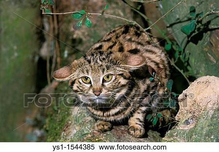 Black Footed Cat, felis nigripes, Adult standing on Branch View Large Photo Image Stock Photography - Black Footed Cat, felis nigripes, Adult standing on Branch. Fotosearch