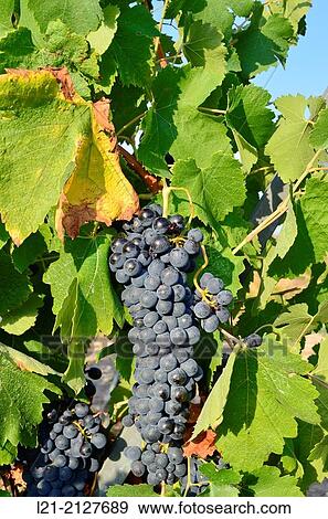 Stock Photo - Black grapes. Alt Pened? s, Barcelona province, Catalonia, Spain.. Fotosearch