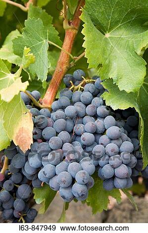 Black grapes Vitis vinifera Cap? anes Priorat Tarragona Province Catalonia Spain View Large Photo Image Stock Photo - Black grapes Vitis vinifera Cap? anes Priorat Tarragona Province Catalonia Spain. Fotosearch