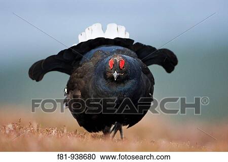 Stock Image - Black grouse Tetrao tetrix adult male displaying on heather moorland Cairngorms National Park May 2009. Fotosearch