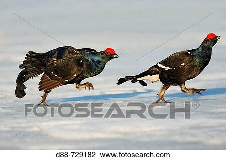 Black Grouse (Tetrao tetrix) View Large Photo Image Stock Image - Black Grouse (Tetrao tetrix). Fotosearch