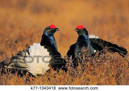 Black Grouse (Tetrao tetrix), two males, Sweden View Large Photo Image Stock Photo - Black Grouse (Tetrao tetrix), two males, Sweden. Fotosearch