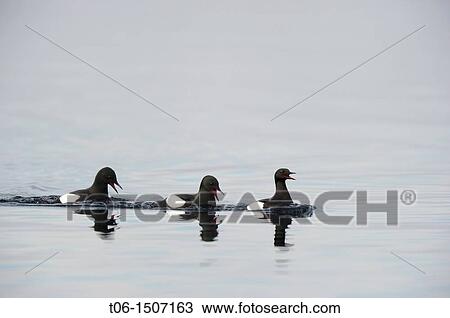 Black guillemot courtship display Cepphus grylle Floe edge, Arctic Bay, Nunavut, Canada View Large Photo Image Stock Image - Black guillemot courtship display Cepphus grylle Floe edge, Arctic Bay, Nunavut, Canada. Fotosearch