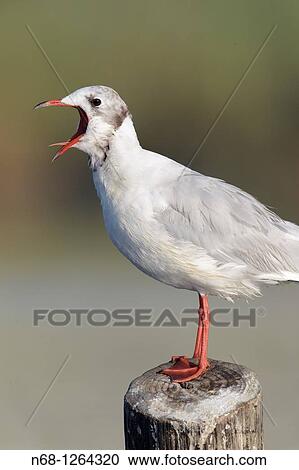 Black-headed Gull at S? Albufera, Majorca, Spain View Large Photo Image Stock Image - Black-headed Gull at S? Albufera, Majorca, Spain. Fotosearch