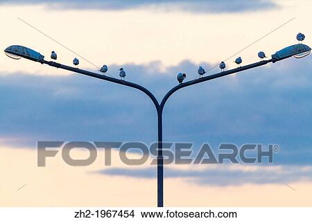 Picture - Black-headed gull, larus ridibundus, sitting on a street light in Boden in Norrbotten in sweden.. Fotosearch