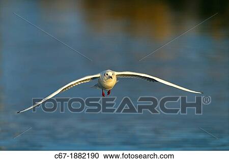 Black headed Gull Larus ridibundus Autumn reflections View Large Photo Image Stock Image - Black headed Gull Larus ridibundus Autumn reflections. Fotosearch