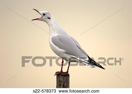 Black-headed Gull (Larus ridibundus). La Albufera National Park, Comunidad Valenciana, Spain View Large Photo Image Stock Image - Black-headed Gull (Larus ridibundus). La Albufera National Park, Comunidad Valenciana, Spain. Fotosearch